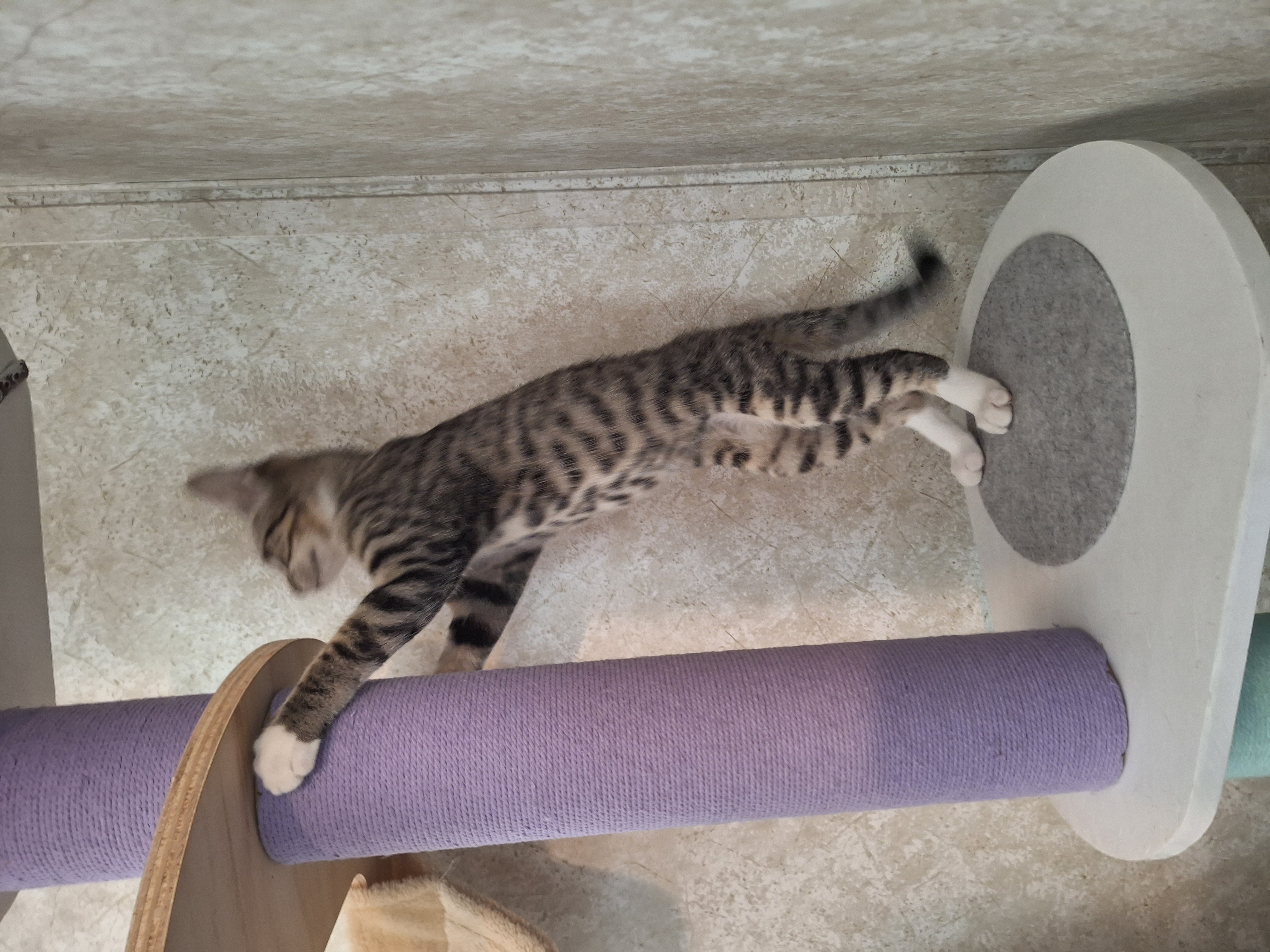 Enlarge Samantha, a Adoptable American Shorthair in Polk city, FL image 2/4