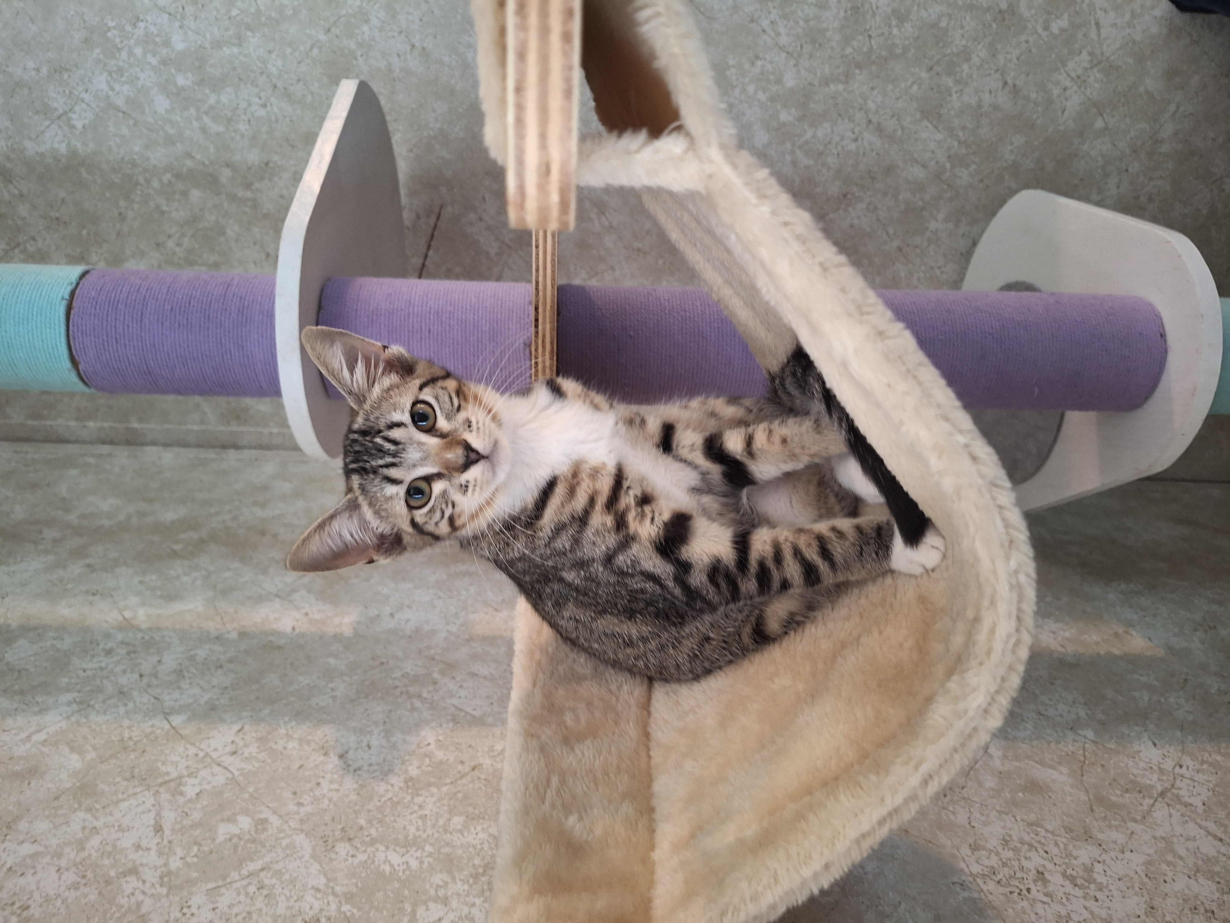 Enlarge Samantha, a Adoptable American Shorthair in Polk city, FL image 3/4