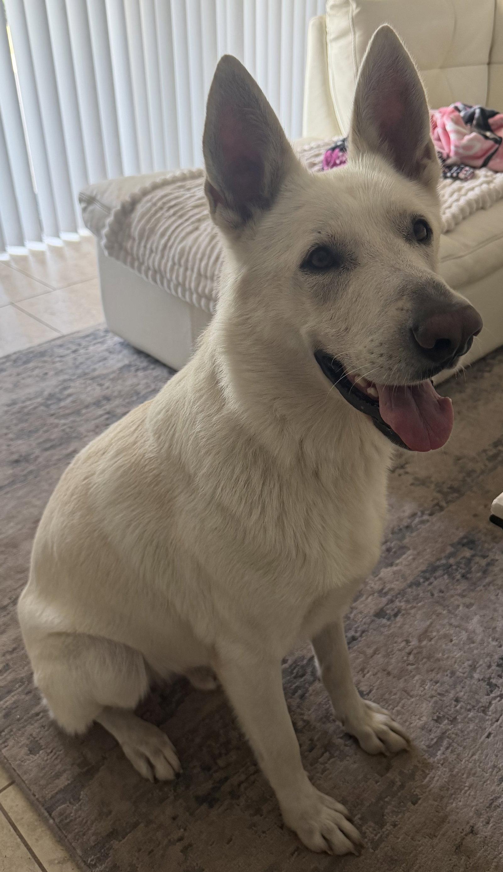 Enlarge Monty, a Adoptable White German Shepherd in Londonderry, NH image 1/3