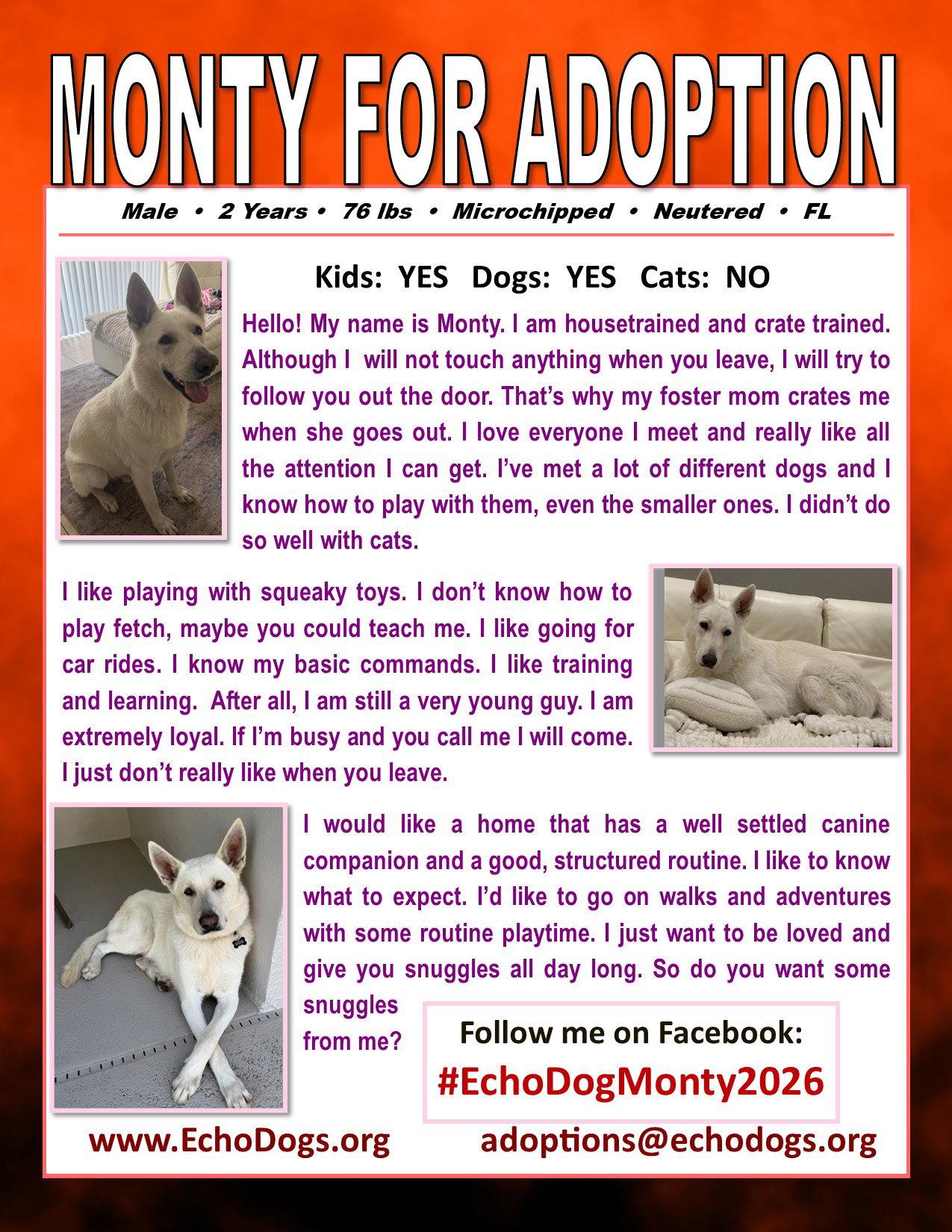 Enlarge Monty, a Adoptable White German Shepherd in Londonderry, NH image 2/3