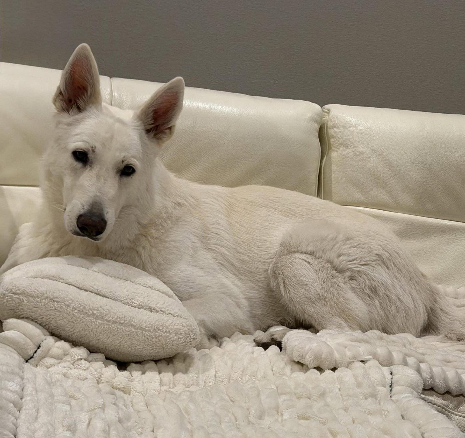 Enlarge Monty, a Adoptable White German Shepherd in Londonderry, NH image 3/3