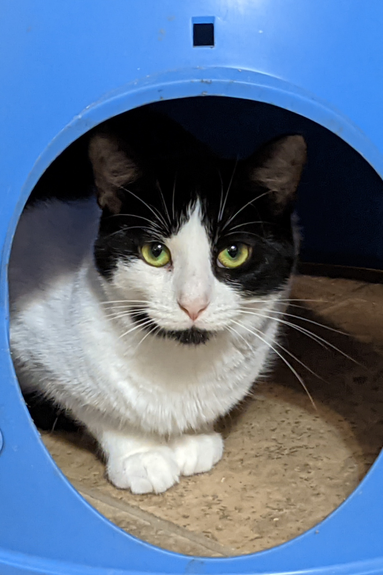 Augusta, Adoptable, Adult Female Domestic Short Hair.