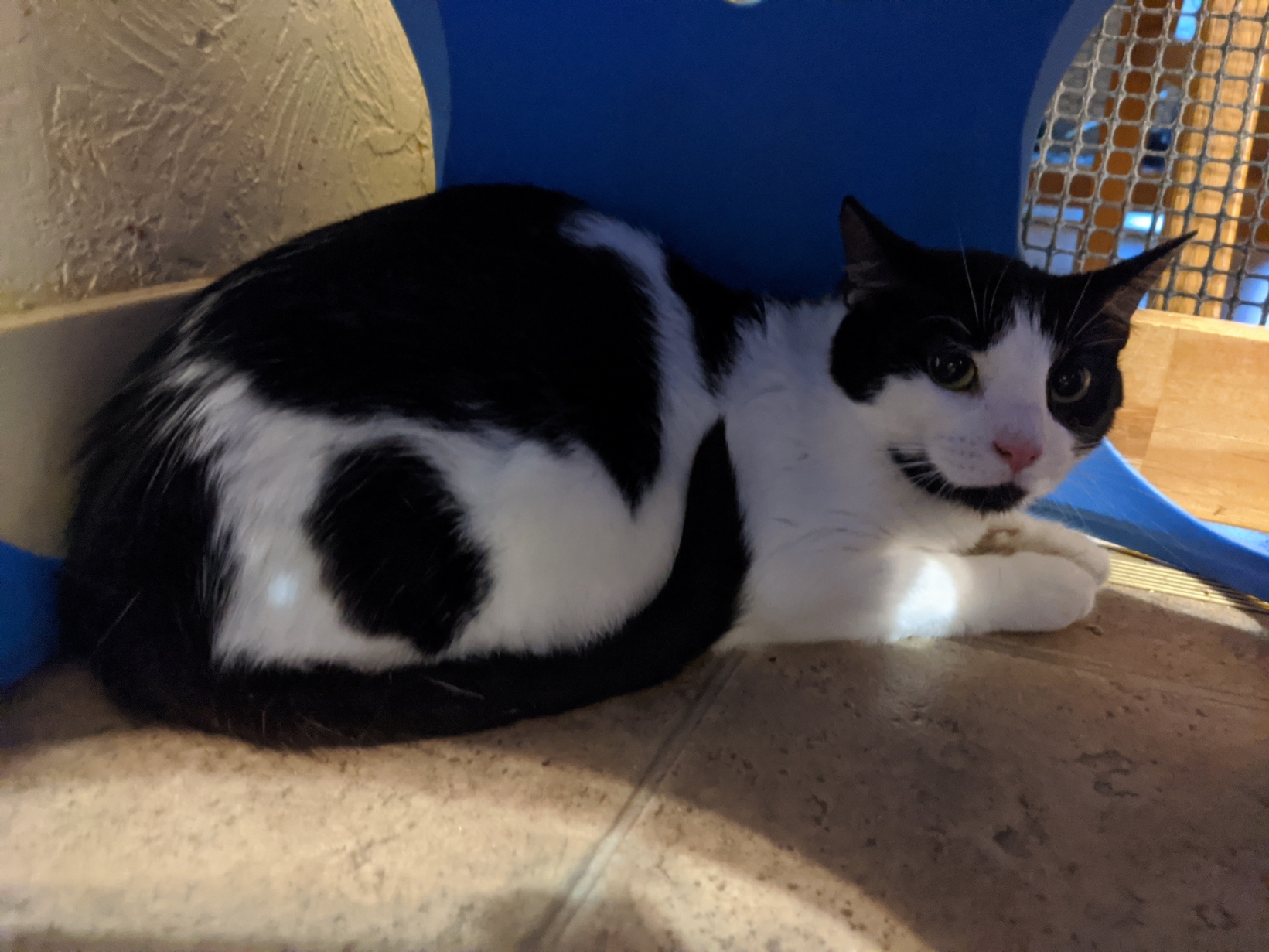 Enlarge Augusta, a Adoptable Domestic Short Hair in Shippenville, PA image 3/4