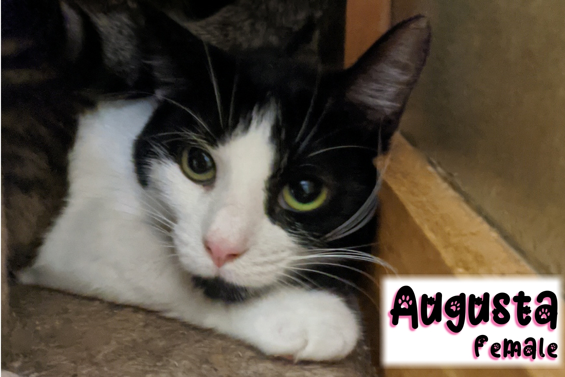 Enlarge Augusta, a Adoptable Domestic Short Hair in Shippenville, PA image 4/4
