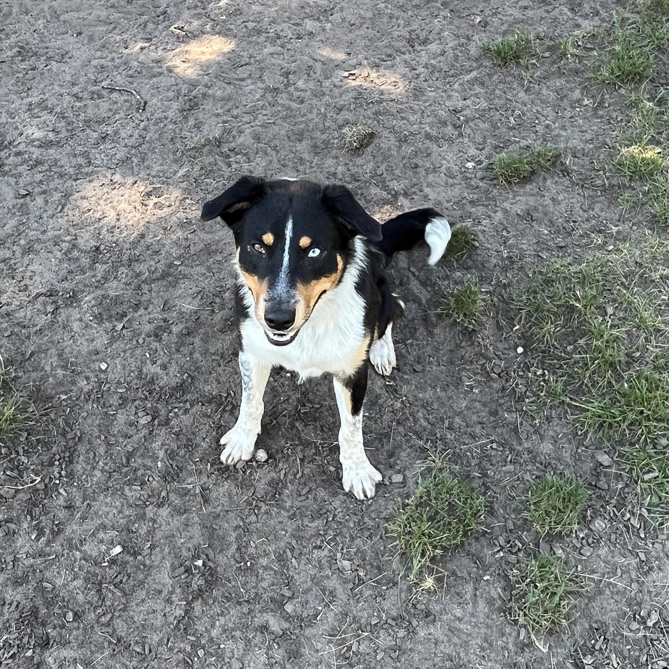 Enlarge Kenny, a Adopted mixed breed in Mount Pleasant, MI image 4/5