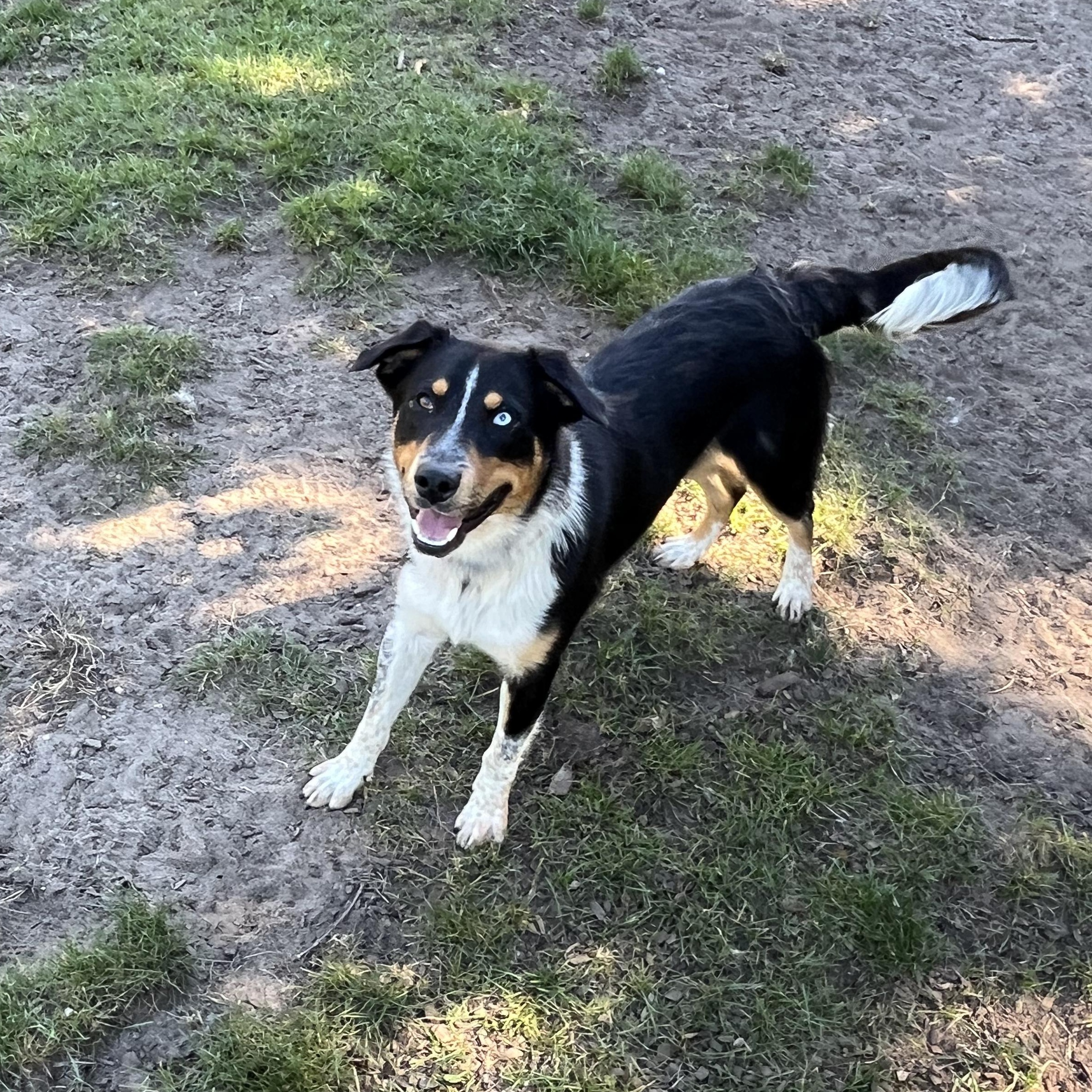 Enlarge Kenny, a Adopted mixed breed in Mount Pleasant, MI image 5/5