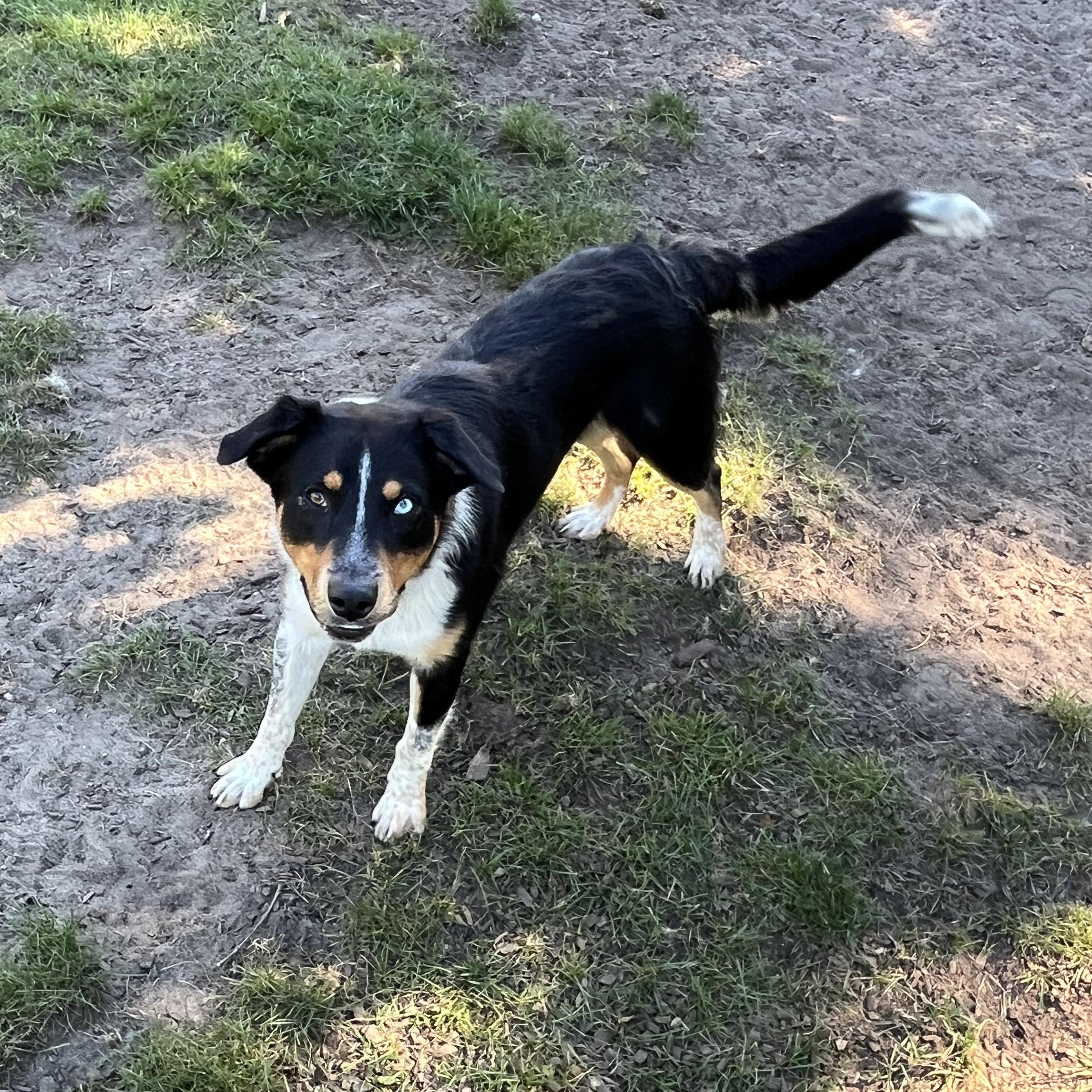 Enlarge Kenny, a Adopted mixed breed in Mount Pleasant, MI image 3/5