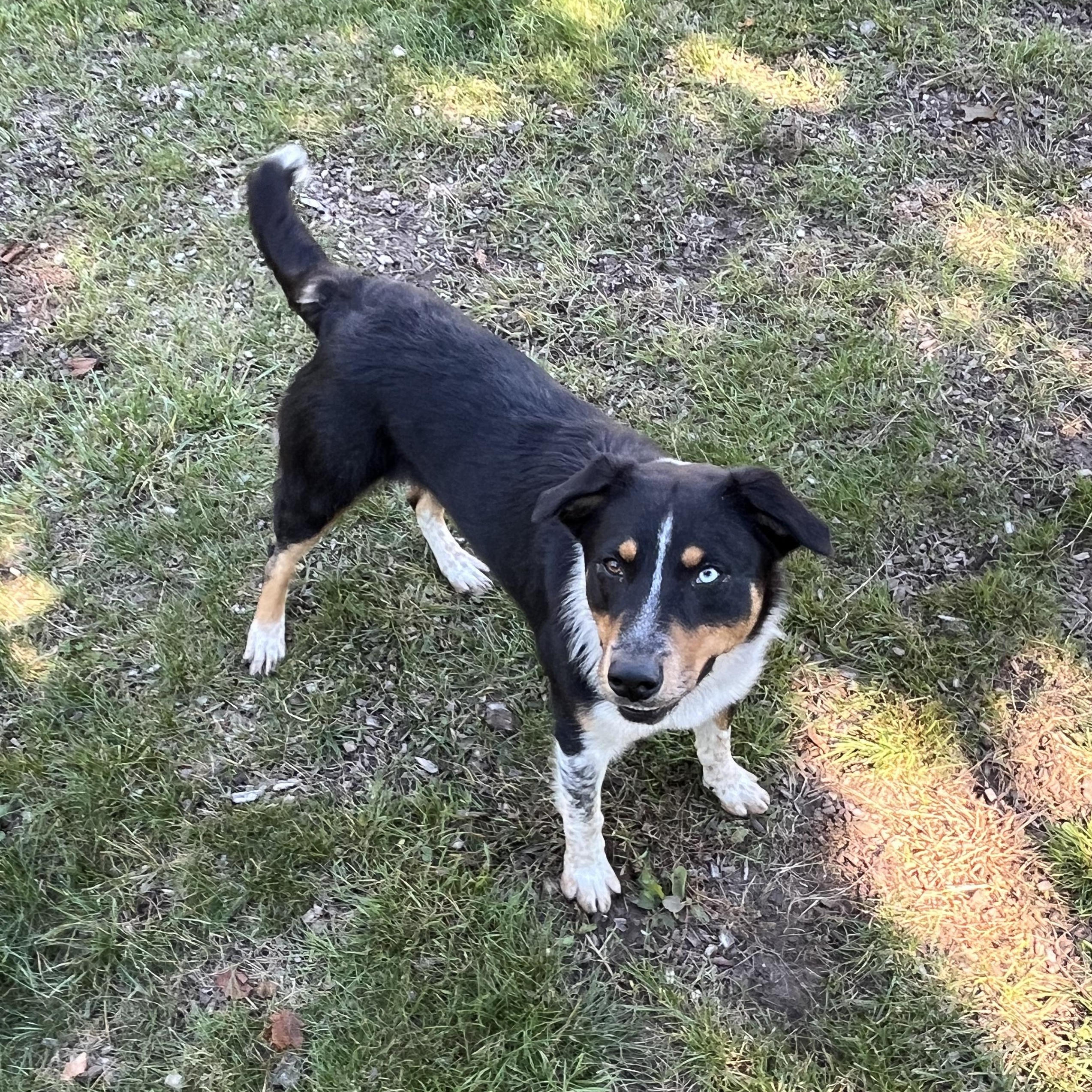 Enlarge Kenny, a Adopted mixed breed in Mount Pleasant, MI image 2/5