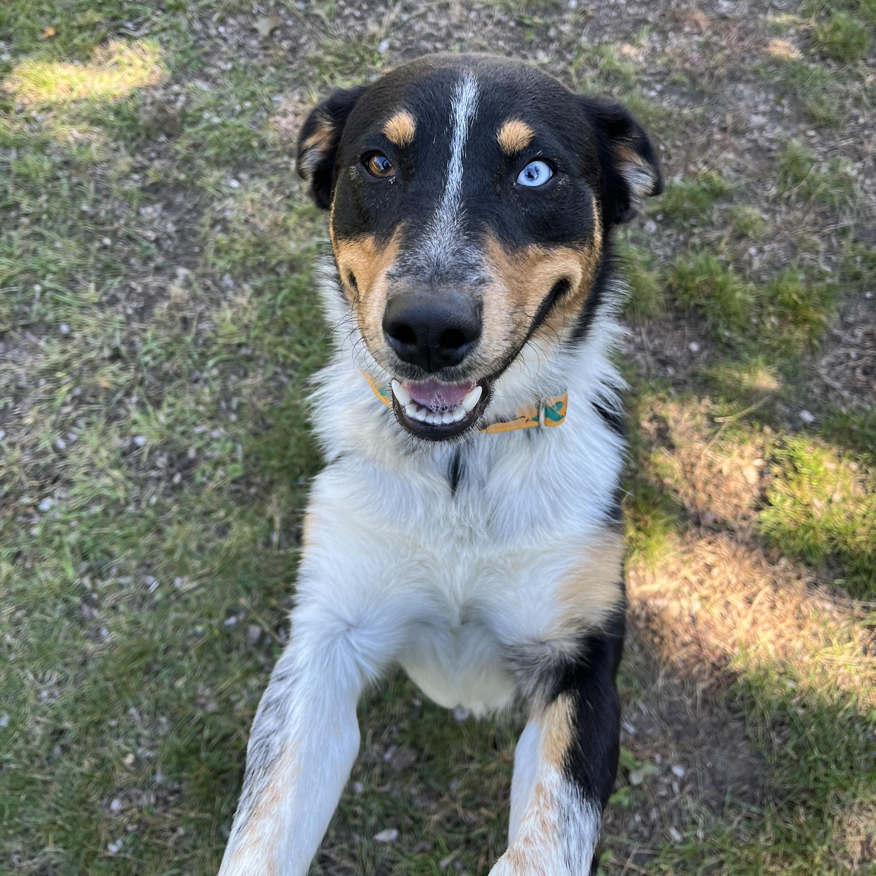 Kenny, Adoptable, Young Male Australian Shepherd.