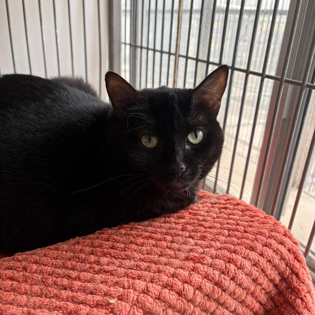 Midnight, Adoptable, Adult Female Domestic Short Hair.