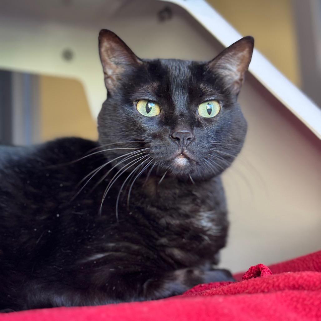Midnight, Adoptable, Adult Female Domestic Short Hair.