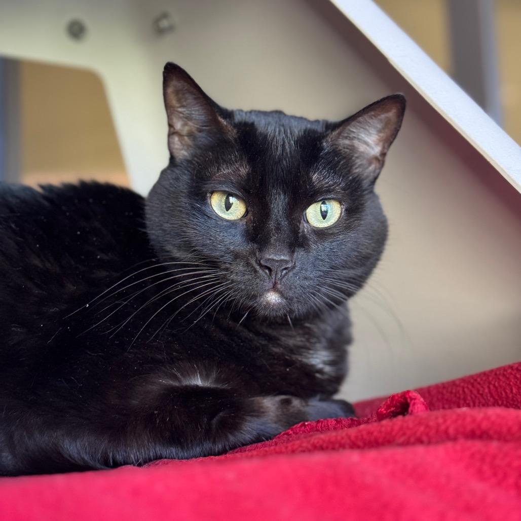 Enlarge Midnight, a Adoptable Domestic Short Hair in Santa Barbara, CA image 2/4
