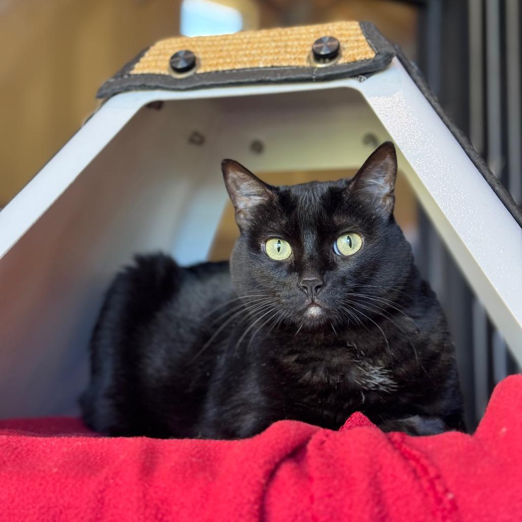 Enlarge Midnight, a Adoptable Domestic Short Hair in Santa Barbara, CA image 3/4
