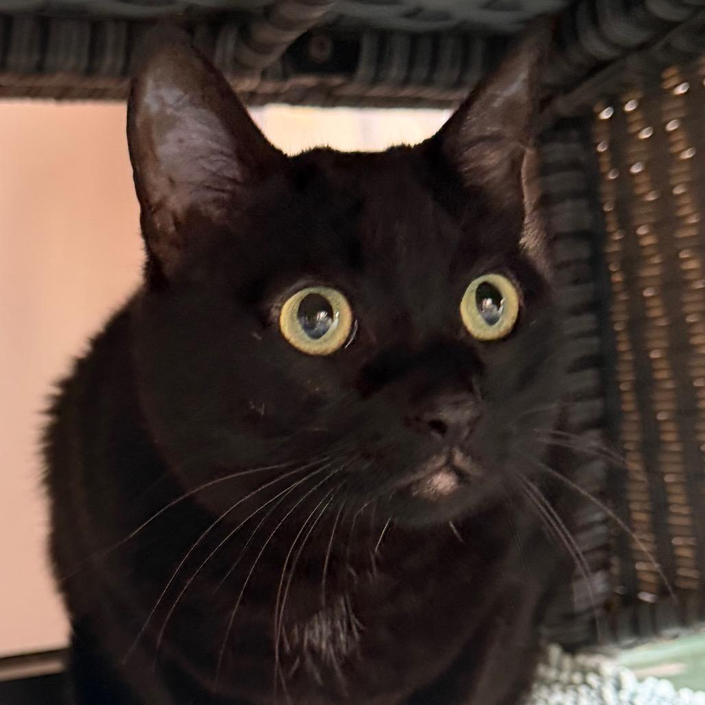 Enlarge Midnight, a Adoptable Domestic Short Hair in Santa Barbara, CA image 4/4