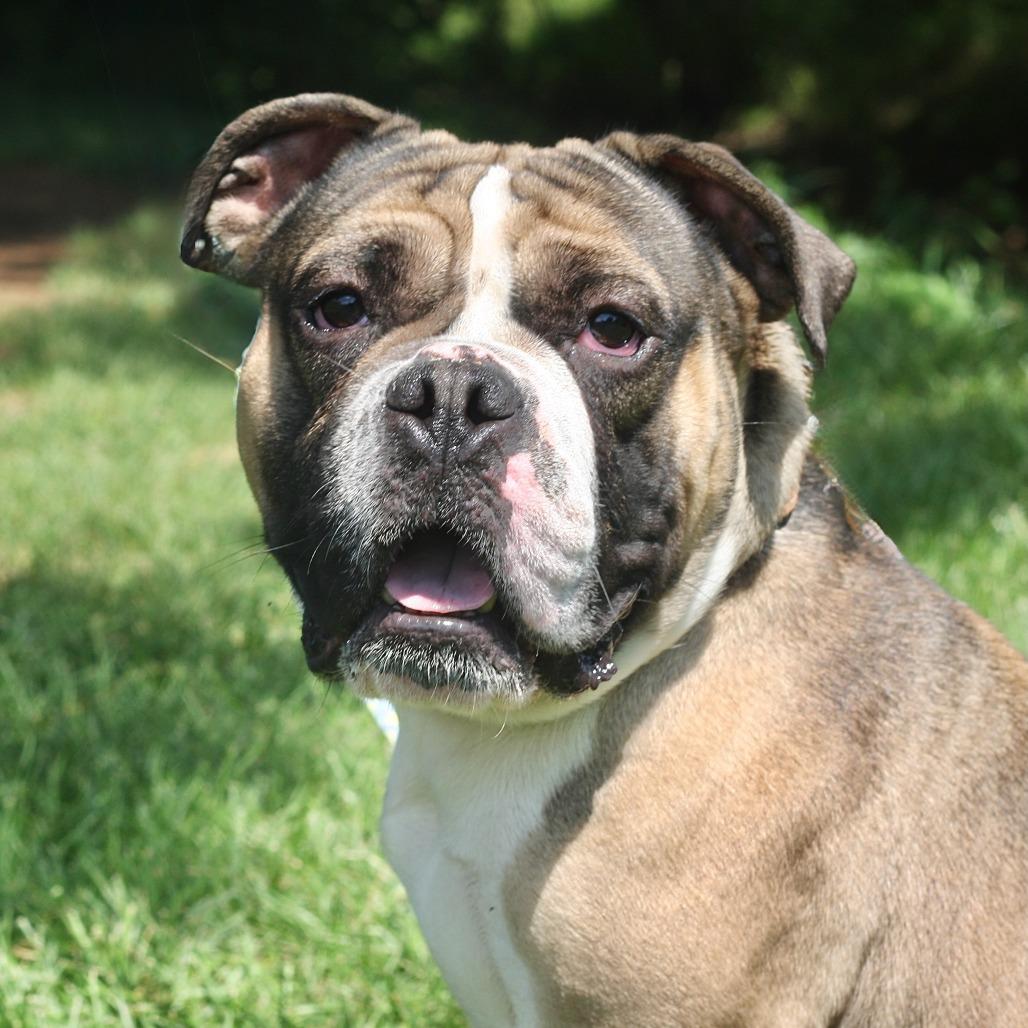 Enlarge Tonka, a Adoptable mixed breed in Allentown, PA image 1/2