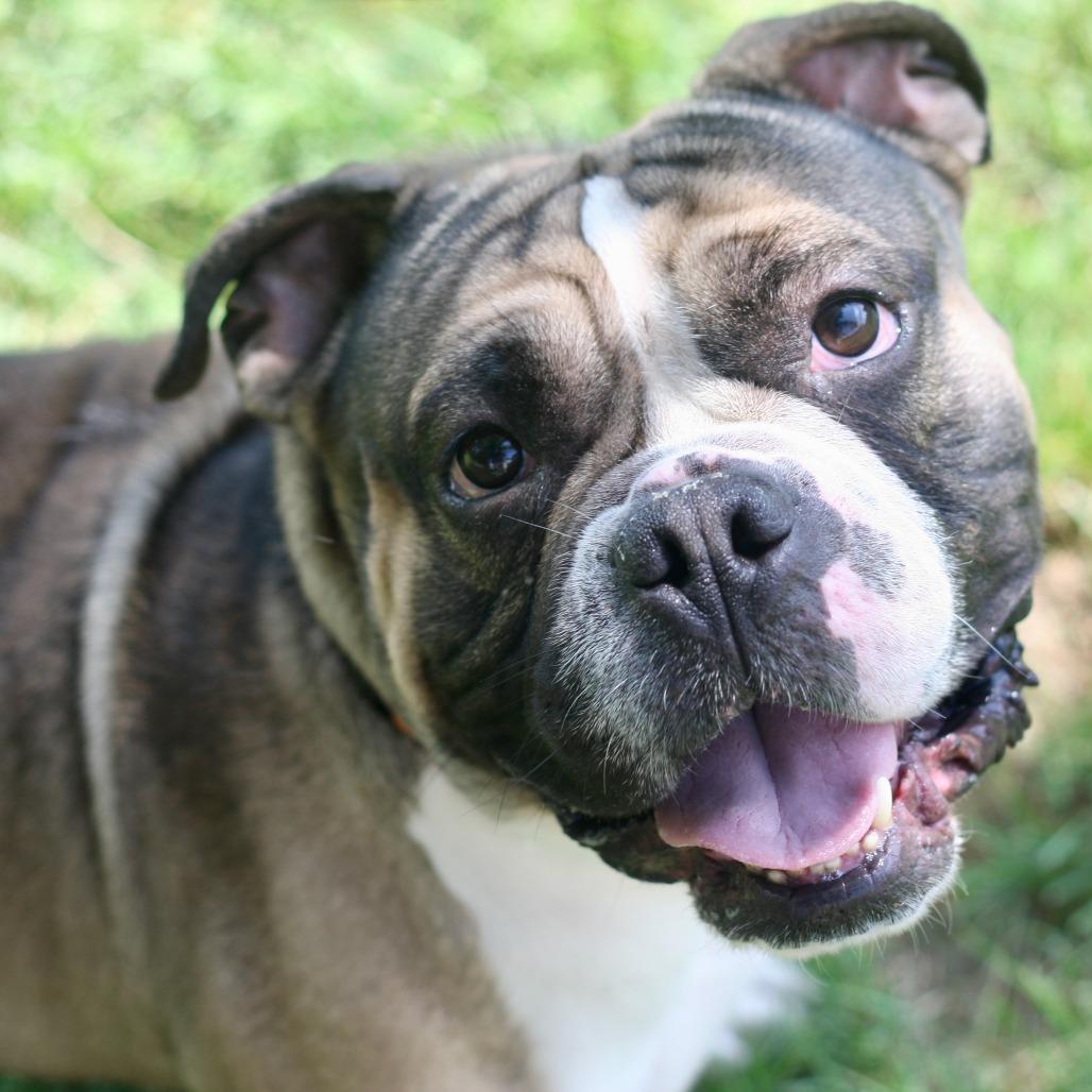 Enlarge Tonka, a Adoptable mixed breed in Allentown, PA image 2/2