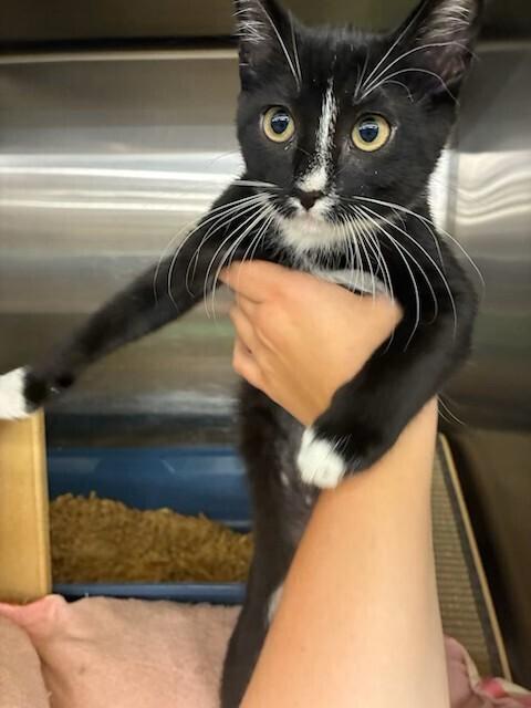 Evie, Adoptable, Kitten Female Domestic Short Hair.