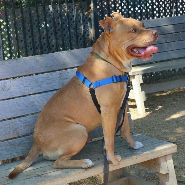 Evan, Adoptable, Adult Male American Staffordshire Terrier.