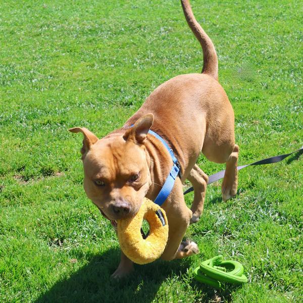 Evan, a Adoptable mixed breed in Oakland, CA image 2/6