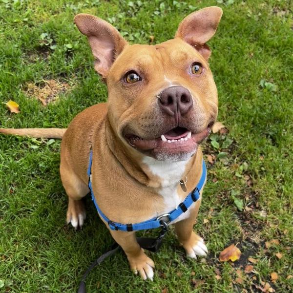 Evan, a Adoptable mixed breed in Oakland, CA image 3/6