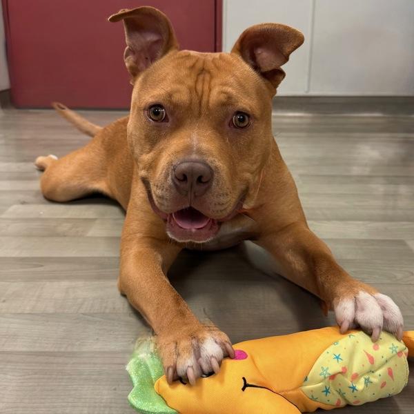 Evan, a Adoptable mixed breed in Oakland, CA image 4/6