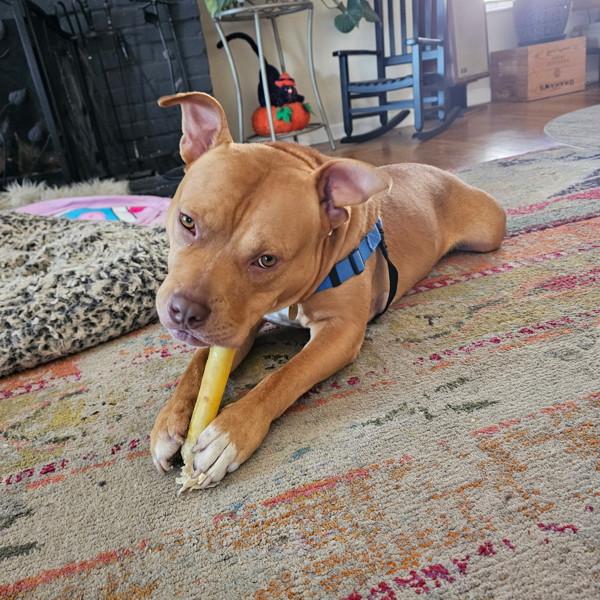 Evan, a Adoptable mixed breed in Oakland, CA image 5/6