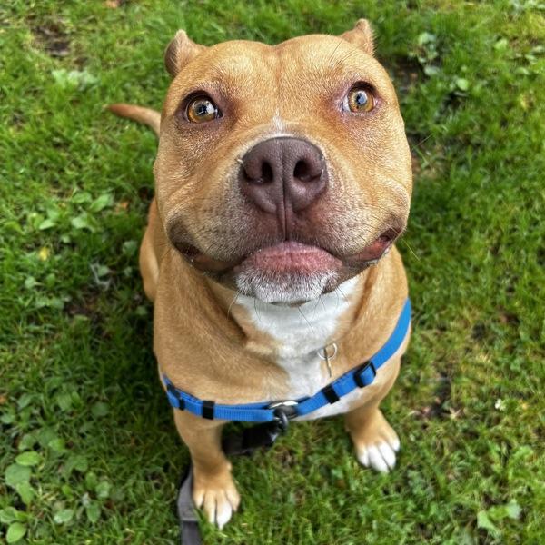 Evan, a Adoptable mixed breed in Oakland, CA image 6/6