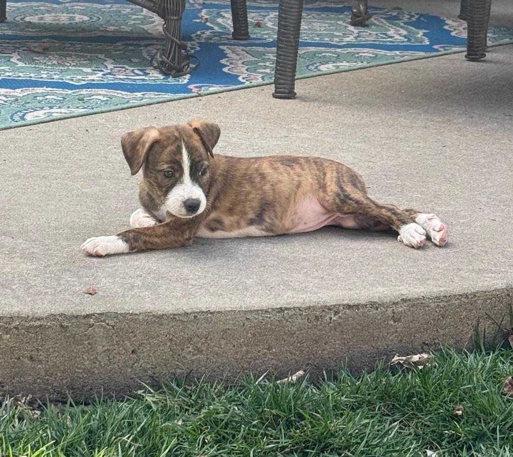 Peanut, Adoptable, Puppy Female Terrier & Pit Bull Terrier.