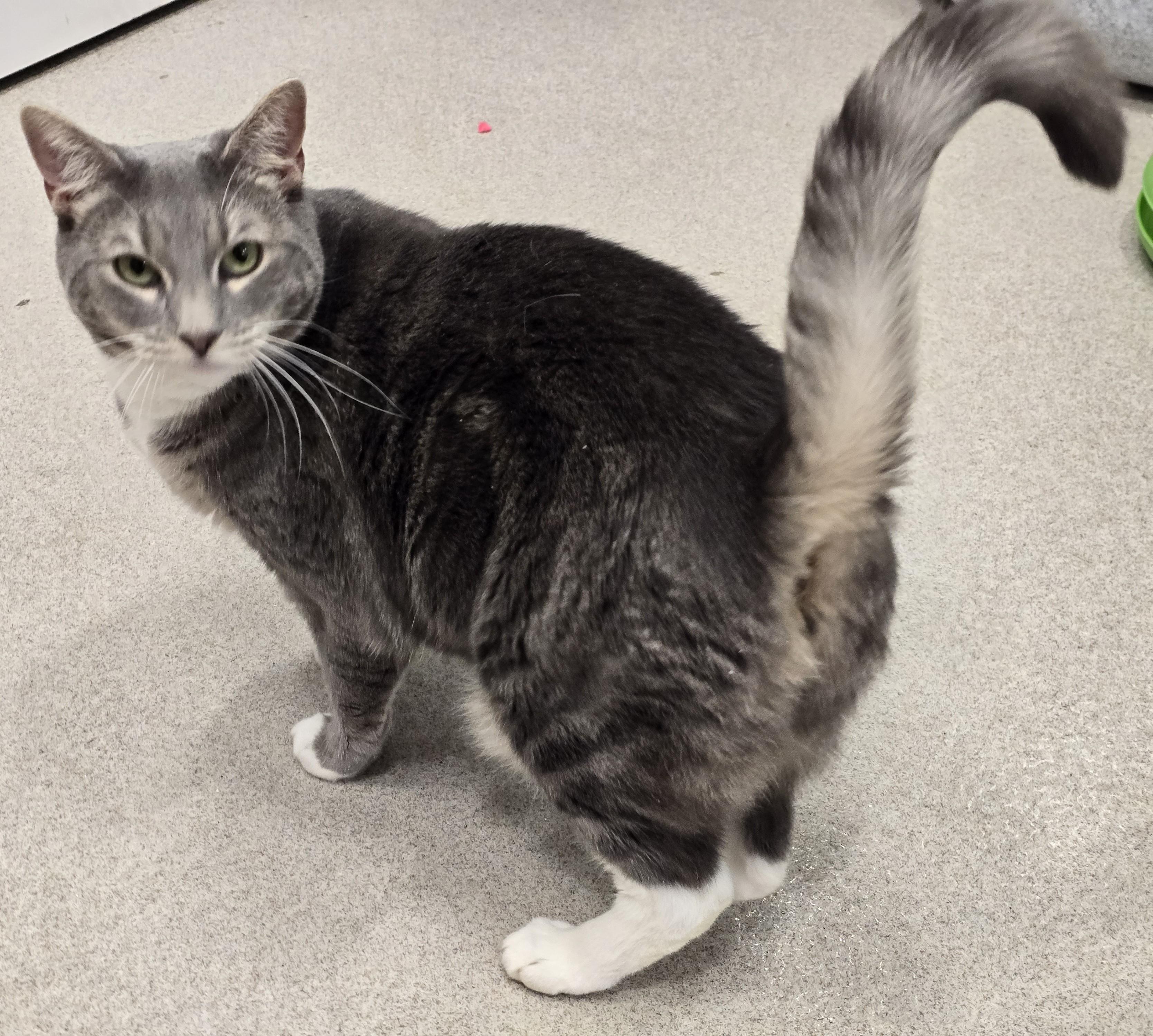Enlarge 5-258 Luna, a Adoptable mixed breed in Amityville, NY image 5/6
