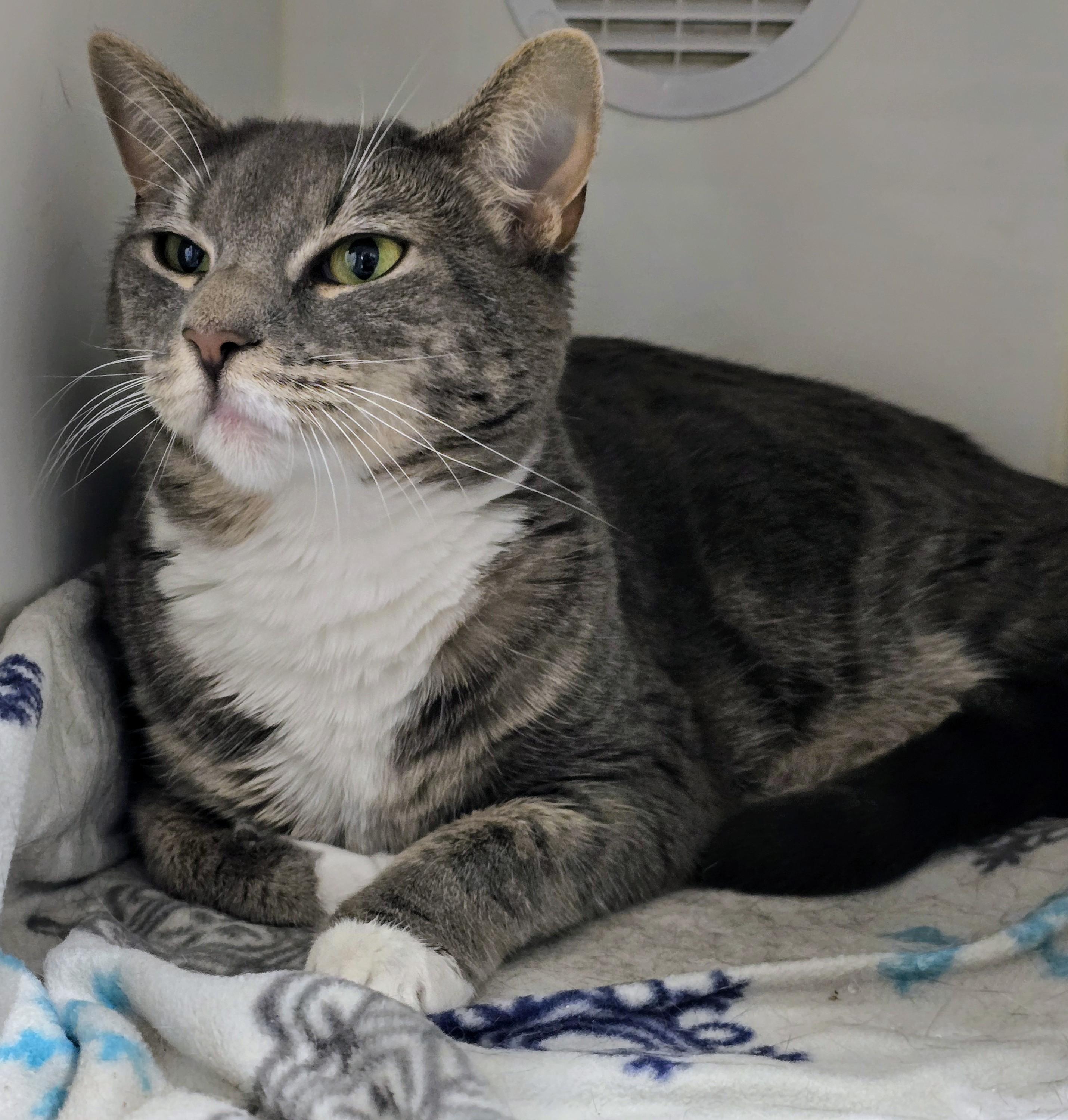 Cat for adoption - 5-258 Luna, a Domestic Short Hair Mix in