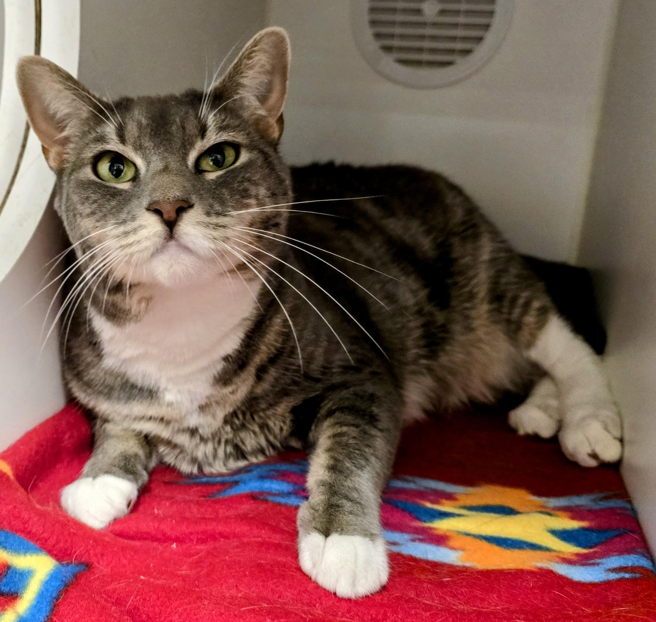 Enlarge 5-258 Luna, a Adoptable mixed breed in Amityville, NY image 4/6