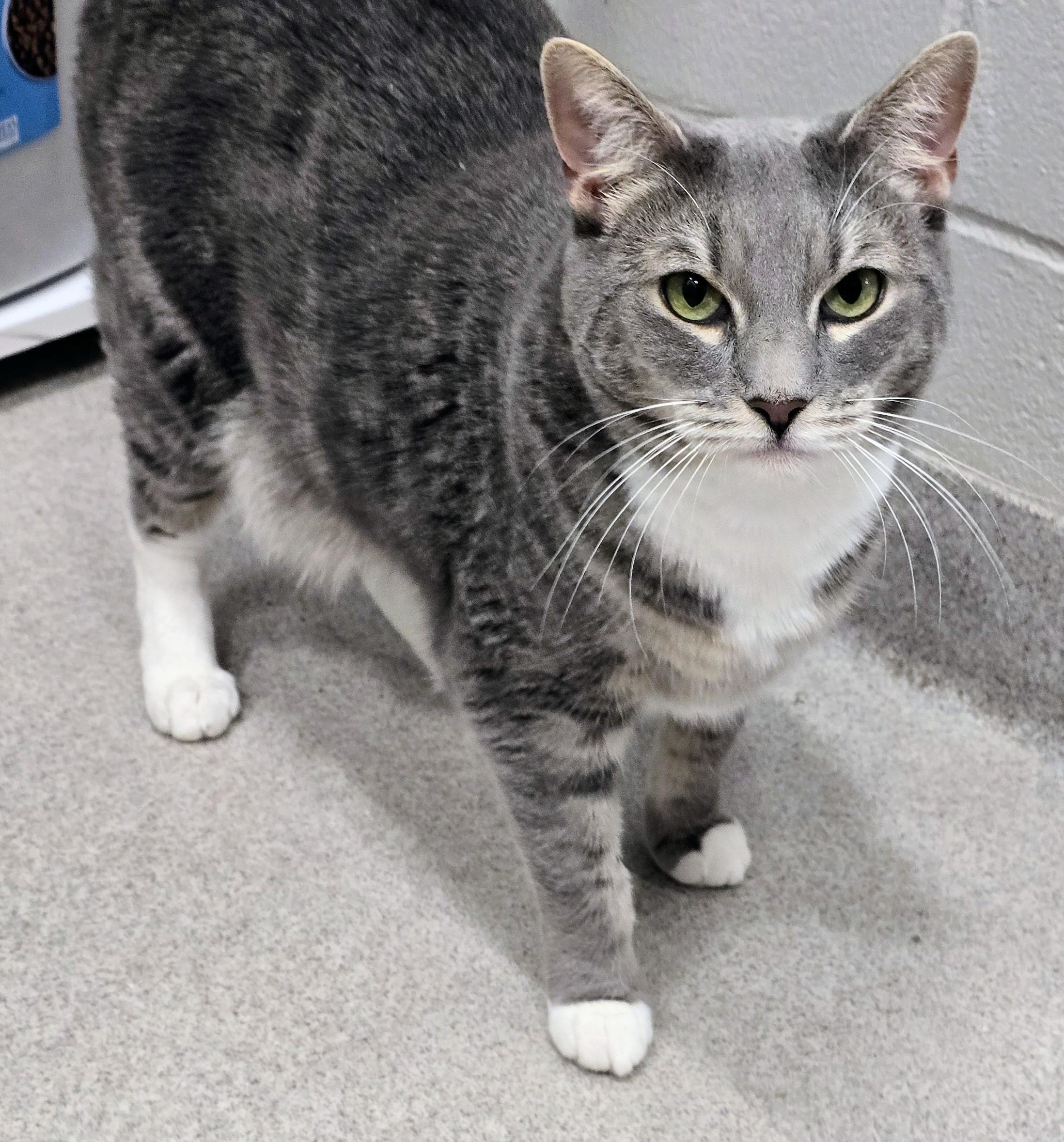 Enlarge 5-258 Luna, a Adoptable mixed breed in Amityville, NY image 2/6