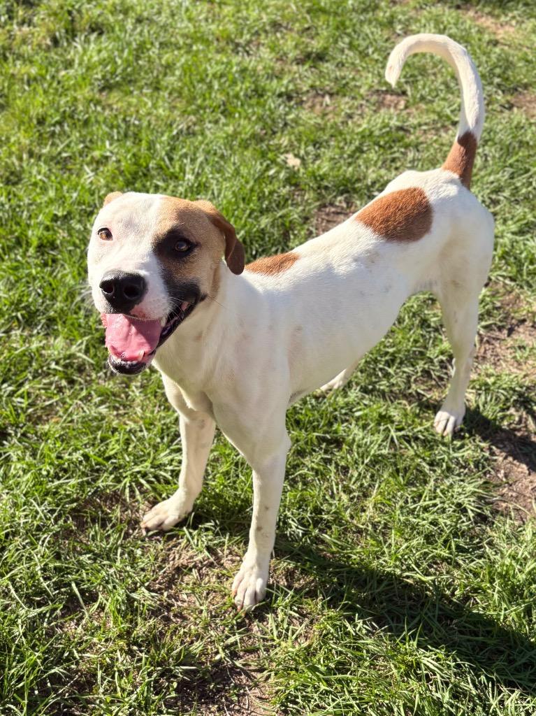Cookies, a Adoptable Pit Bull Terrier in Nacogdoches, TX image 1/5