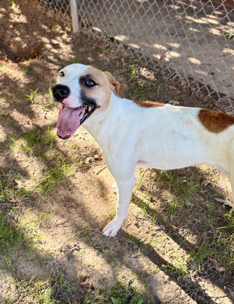 Cookies, a Adoptable Pit Bull Terrier in Nacogdoches, TX image 2/5
