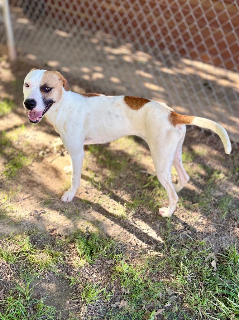 Cookies, a Adoptable Pit Bull Terrier in Nacogdoches, TX image 3/5