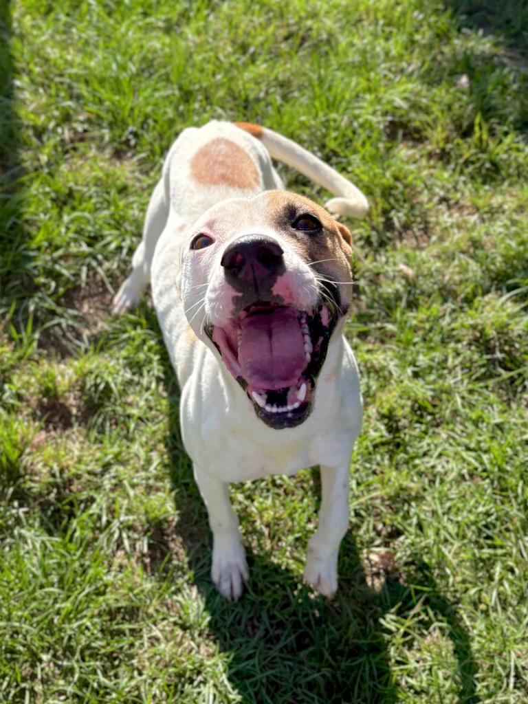 Cookies, a Adoptable Pit Bull Terrier in Nacogdoches, TX image 4/5