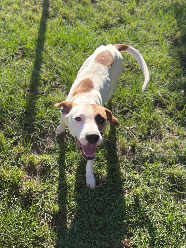 Cookies, a Adoptable Pit Bull Terrier in Nacogdoches, TX image 5/5