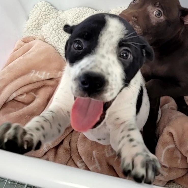 Cannoli, Adoptable, Puppy Female Mixed Breed.