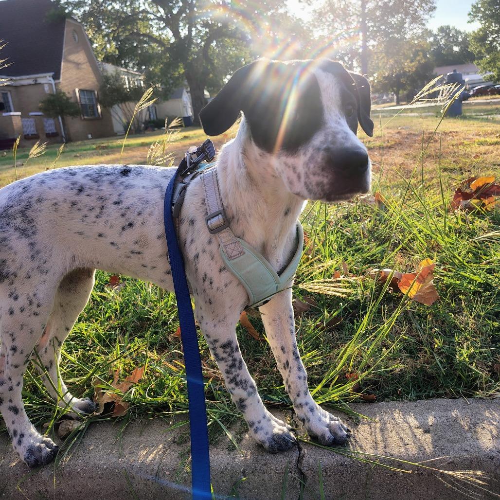 Enlarge Cannoli, a Adoptable Mixed Breed in Duncan, OK image 2/6