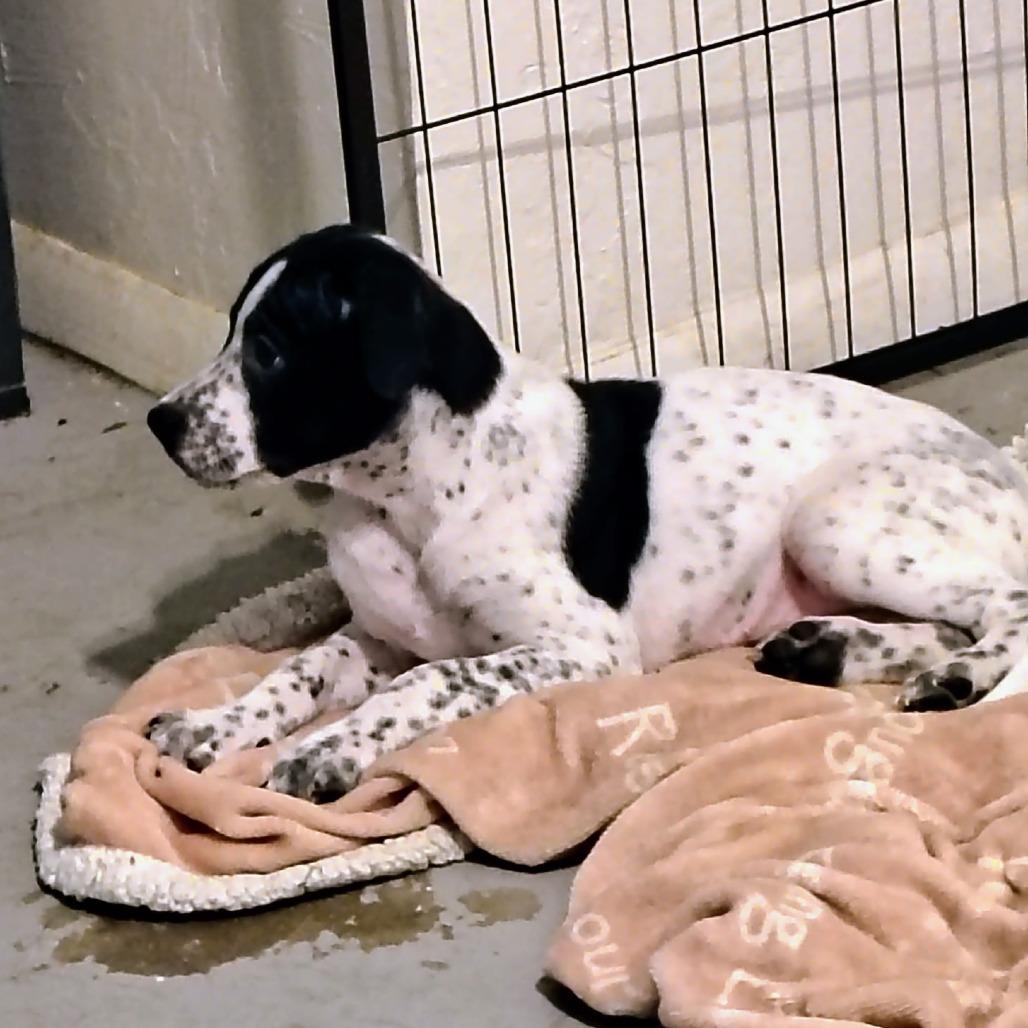 Enlarge Cannoli, a Adoptable Mixed Breed in Duncan, OK image 3/6