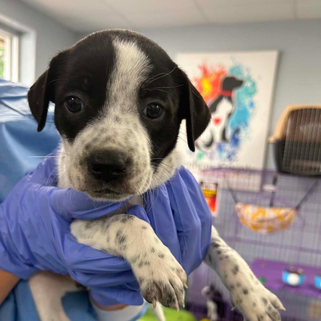 Enlarge Cannoli, a Adoptable Mixed Breed in Duncan, OK image 4/6