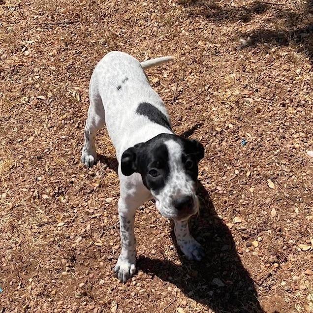 Enlarge Cannoli, a Adoptable Mixed Breed in Duncan, OK image 5/6