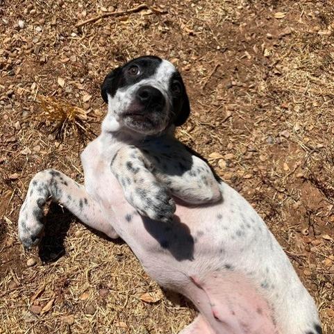 Enlarge Cannoli, a Adoptable Mixed Breed in Duncan, OK image 6/6