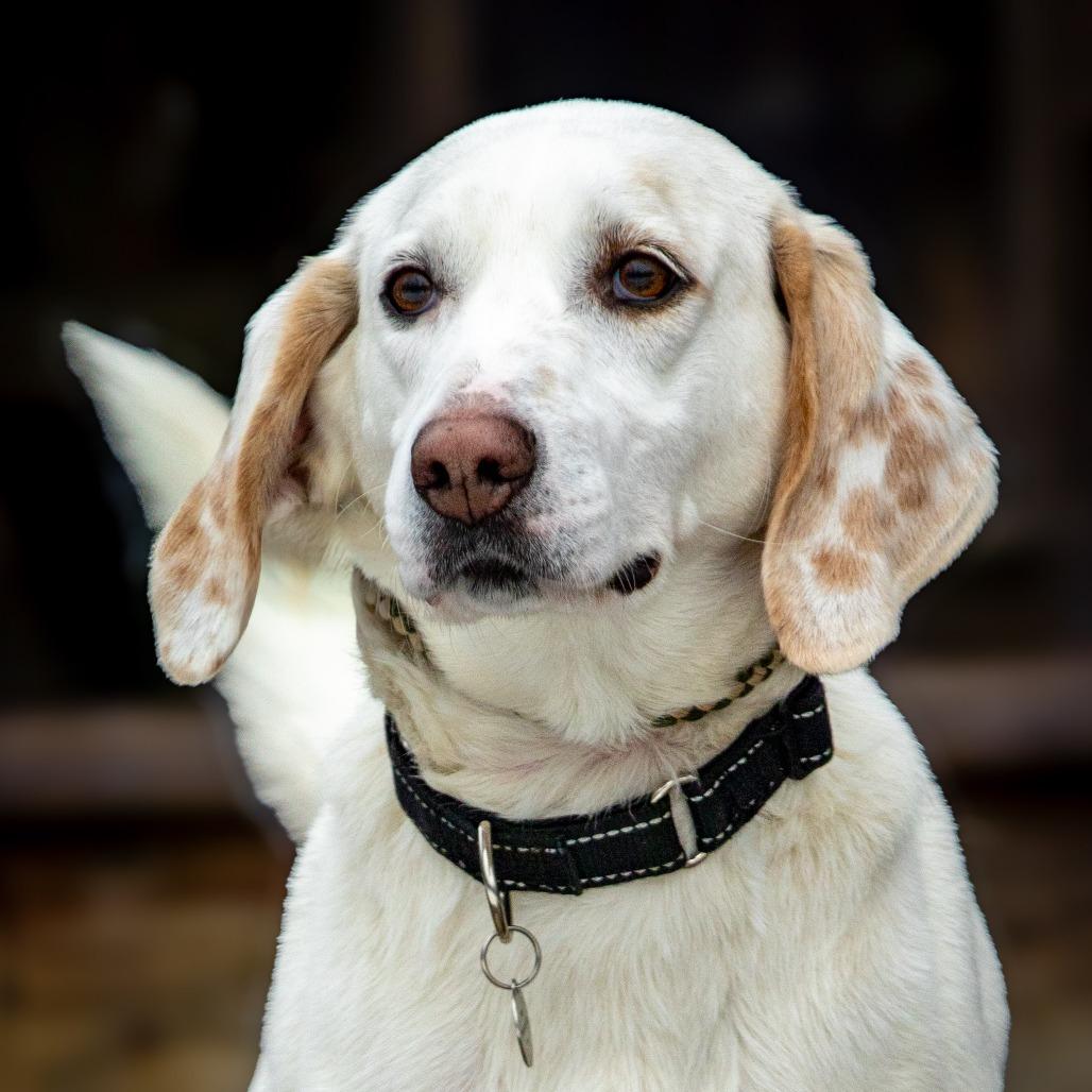 Aspen — thumbnail 4