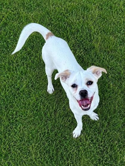 Enlarge Dash, a Adopted mixed breed in Tinley Park, IL image 3/6
