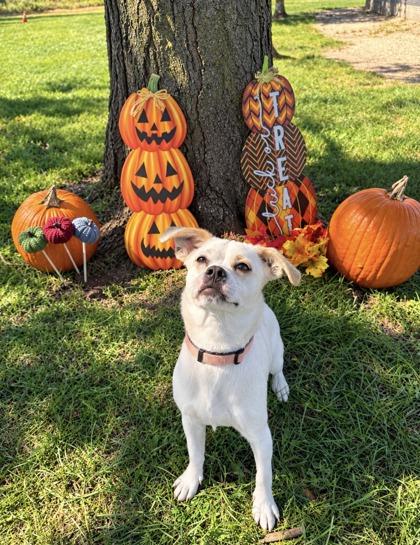 Enlarge Dash, a Adopted mixed breed in Tinley Park, IL image 1/6