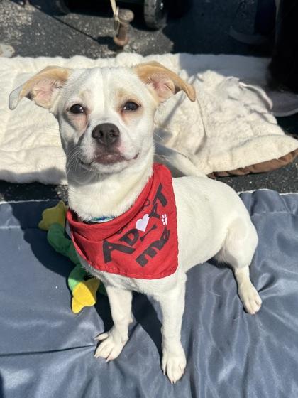 Enlarge Dash, a Adopted mixed breed in Tinley Park, IL image 4/6