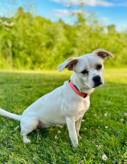 Enlarge Dash, a Adopted mixed breed in Tinley Park, IL image 2/6