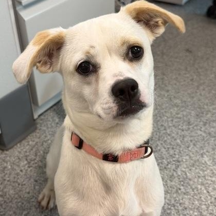 Enlarge Dash, a Adopted mixed breed in Tinley Park, IL image 5/6