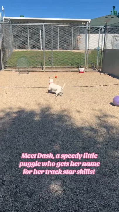 Enlarge Dash, a Adopted mixed breed in Tinley Park, IL video 6/6